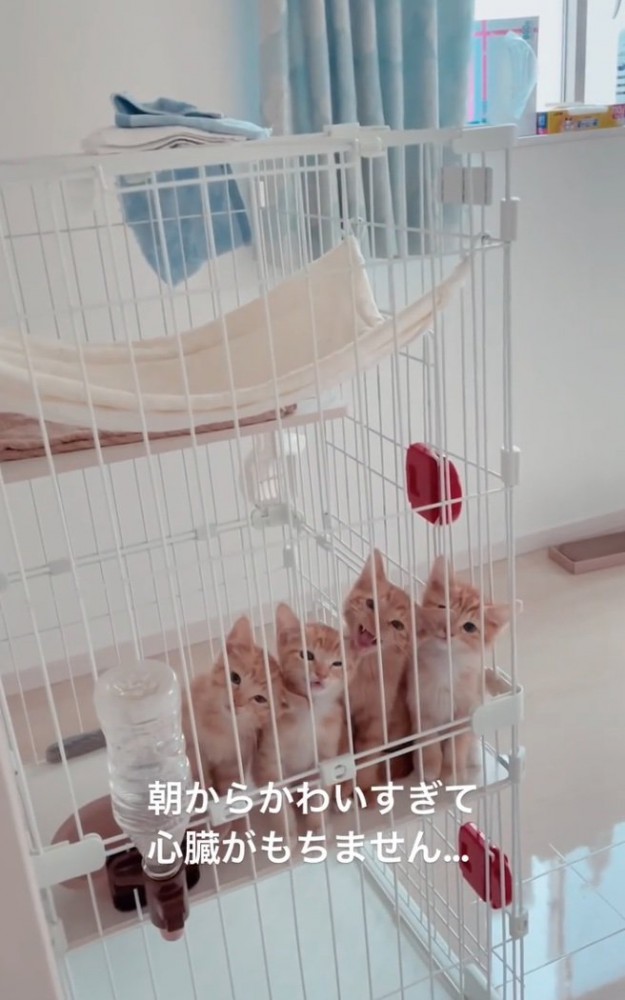 一生懸命鳴く子猫