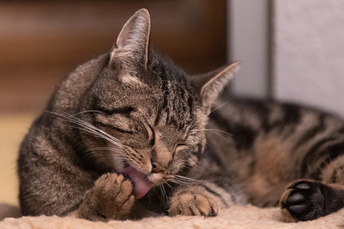 前肢の肉球を舐めるアメショー