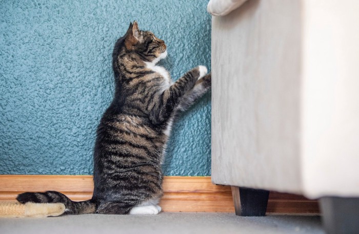 家具が気になる猫