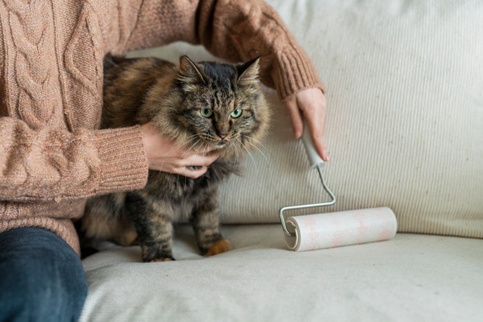 猫とコロコロ