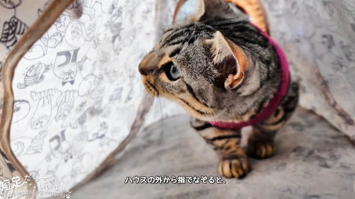 影を見る猫