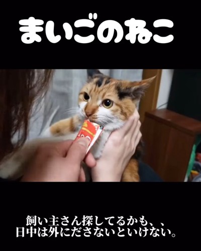 おやつを食べる猫