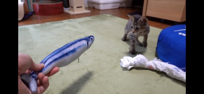 ぬいぐるみに怯える子猫