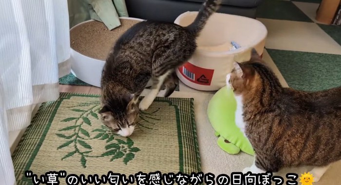 座布団の上の猫