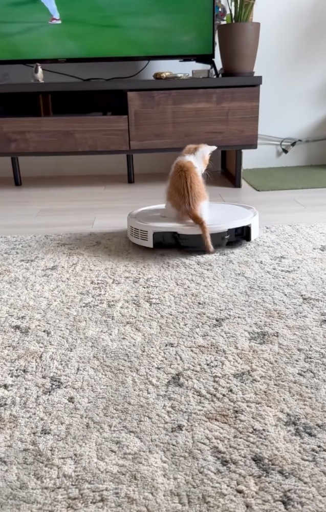 上に乗る子猫
