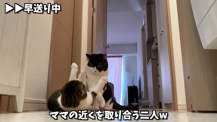 じゃれる2匹の猫