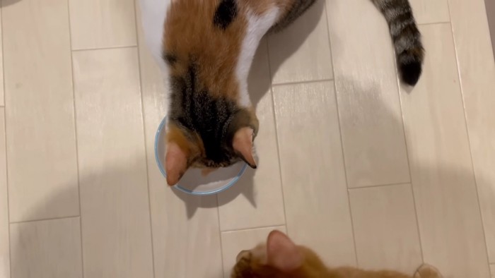 おやつを食べる三毛猫