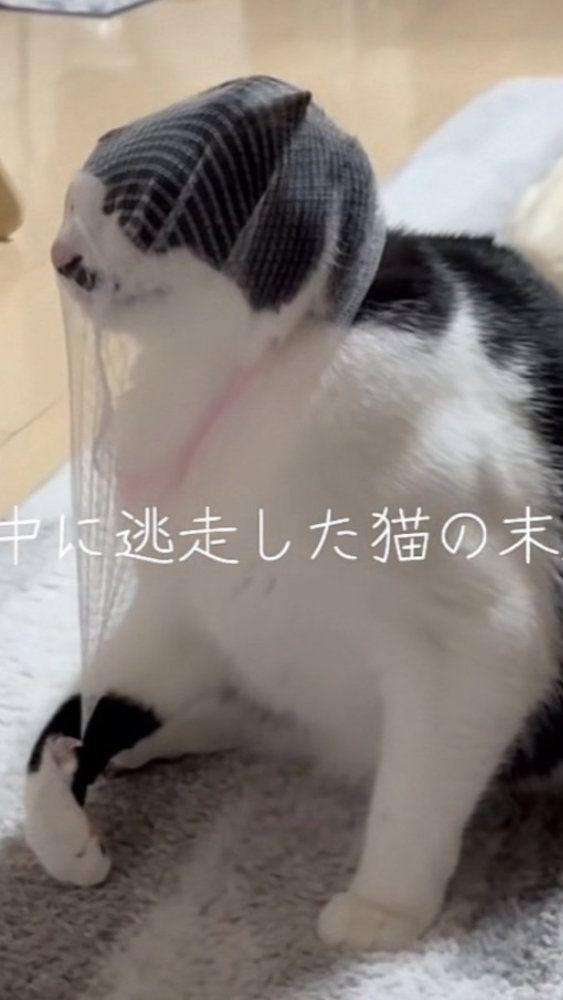 頭に被った排水溝ネットを外そうとする保護猫