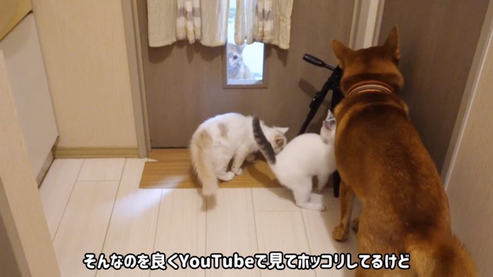 後ろを向く犬と子猫2匹