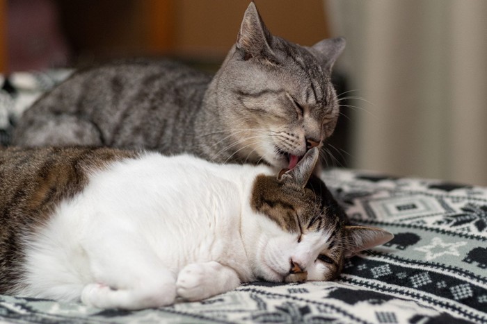 仲良く暮らす2匹の猫