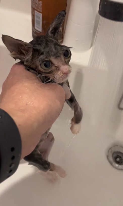 お湯が出ている蛇口の横で左前足を下ろしている濡れた子猫