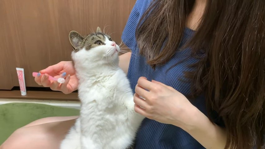 飼い主さんを見つめる猫