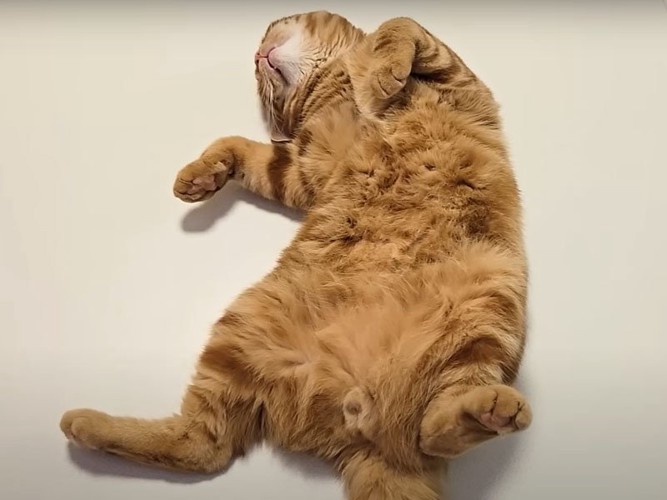 眠る猫