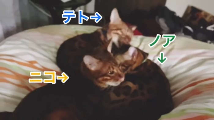 3匹の猫