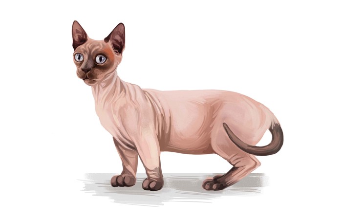 ミンスキンのイラスト