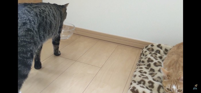 水を飲む猫