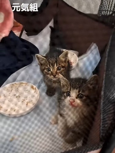 カメラを見る子猫