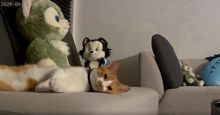 寝そべっている猫