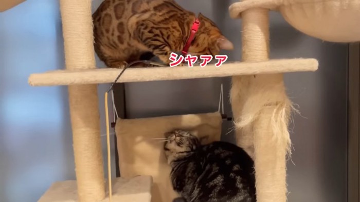 威嚇する猫と目を閉じる猫