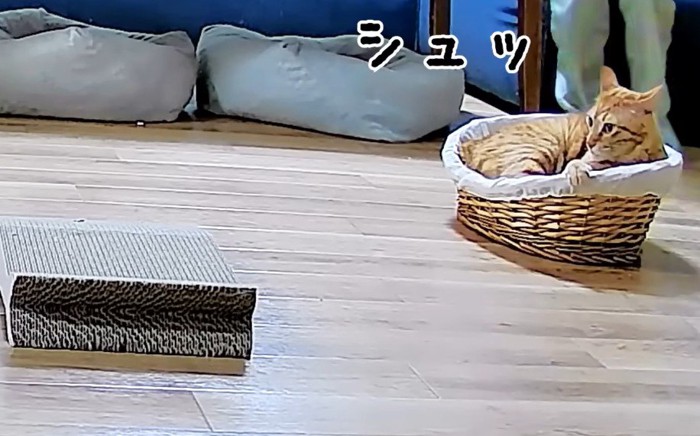 ラタンベッドに入る猫
