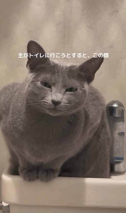 トイレのタンクの上で香箱座りをしてカメラを睨む猫のアップ