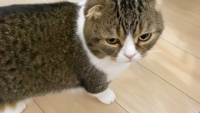 立っている猫