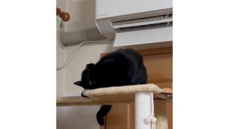 キャットタワーにいる猫たち