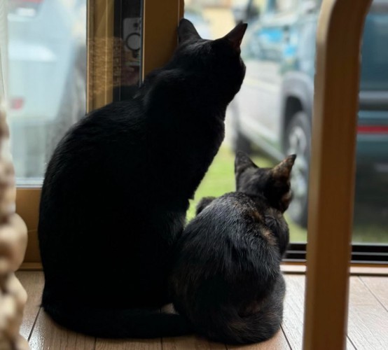 外を眺める2匹の猫