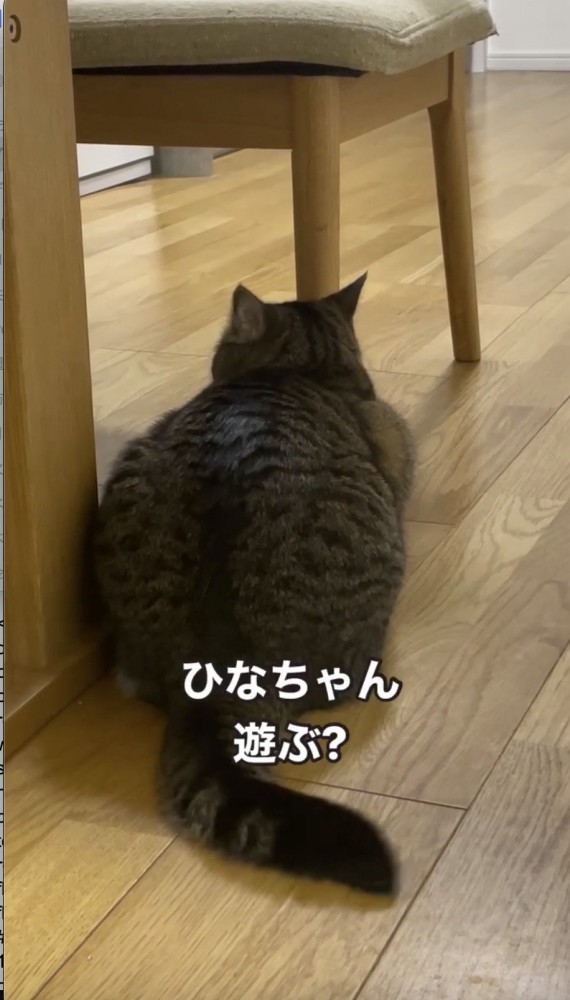 猫の後ろから声をかける飼い主