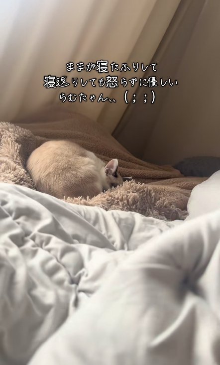 茶色い毛布の上で丸くなって寝ている猫