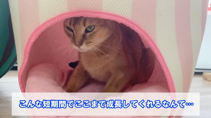 ハウスに入る猫