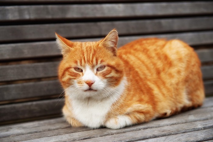 香箱座りの猫