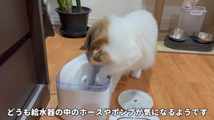 給水機に前足を入れる猫