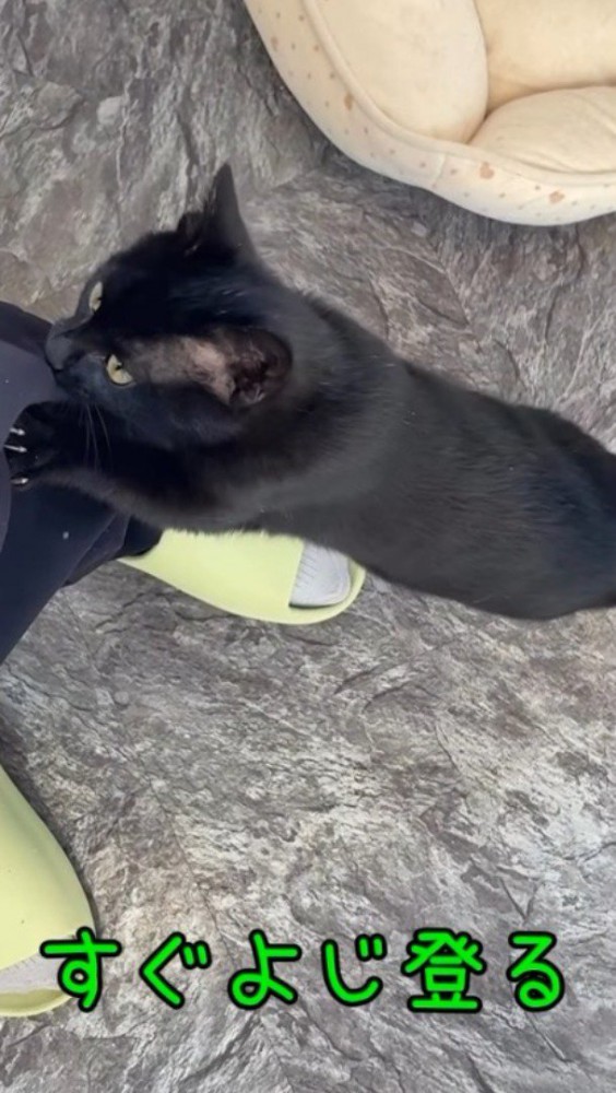 スタッフの足にしがみつく黒猫の子猫