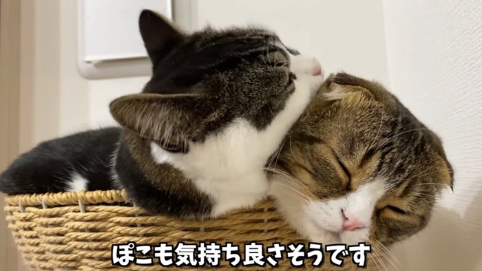 猫の耳をなめる猫