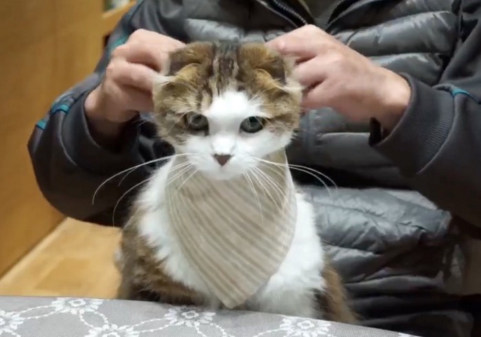 スタイを身につけた猫