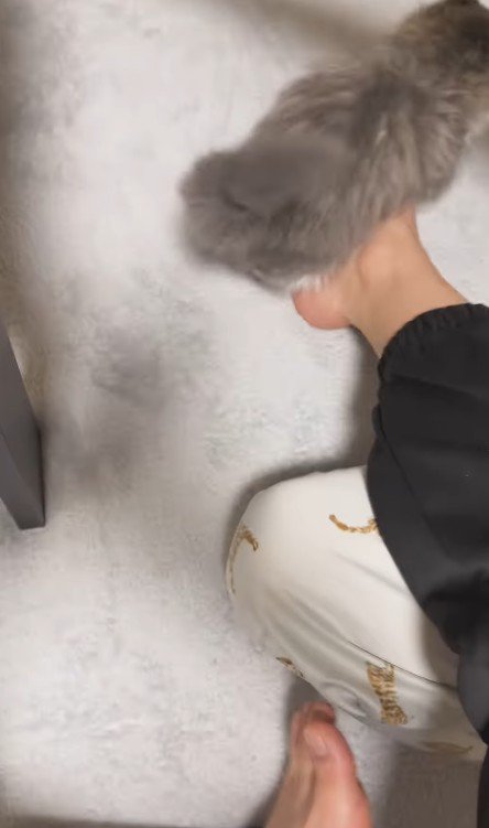 逃げる猫