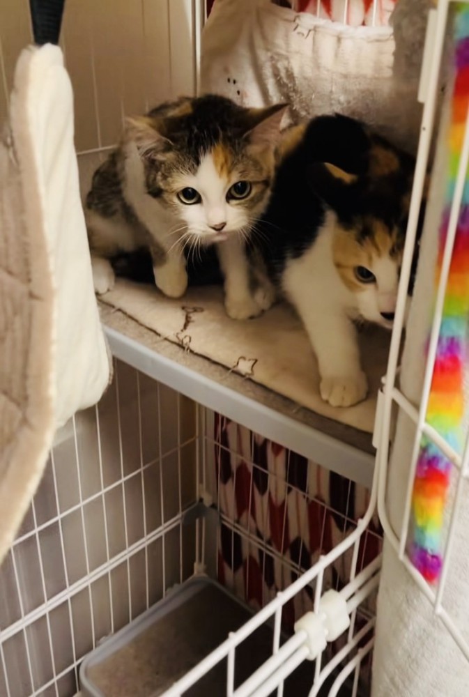 ケージの中からボランティアさんを睨む2匹の三毛猫