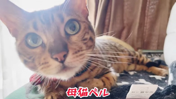 寝そべる猫