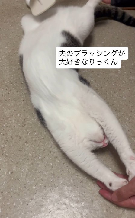 ブラッシング