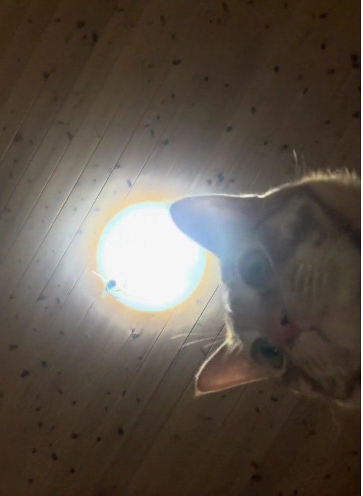 スマートフォンに映っている猫