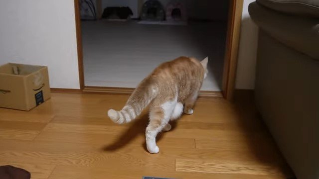 猫の後ろ姿