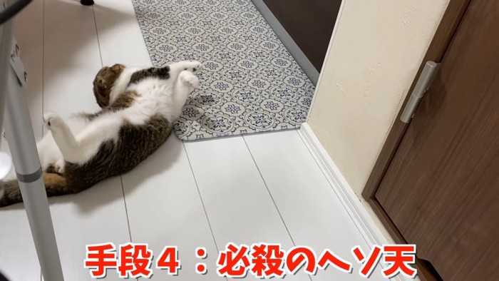 仰向けになる猫