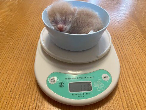 秤に乗せられる子猫