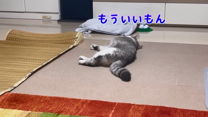 横になる猫