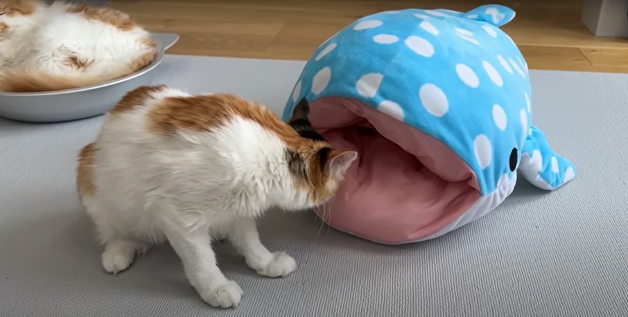 サメのぬいぐるみと猫