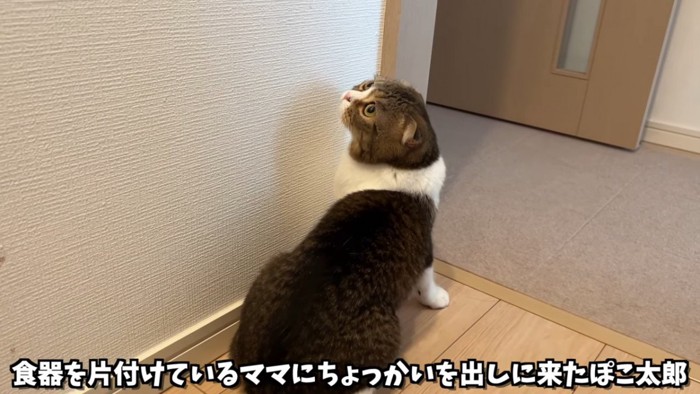 座って後ろを見上げる猫