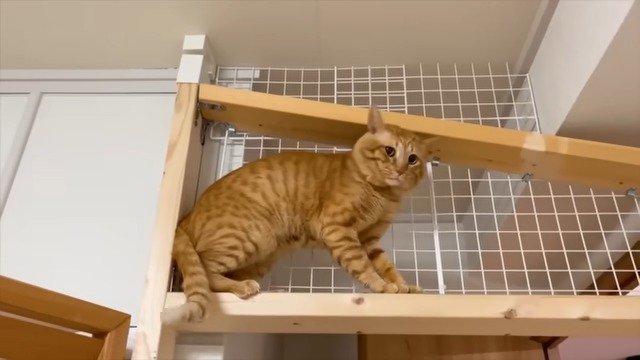 キャットウォークの猫