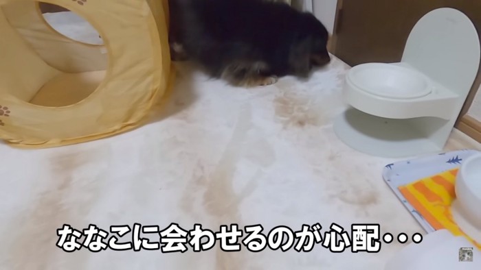 不安な飼い主