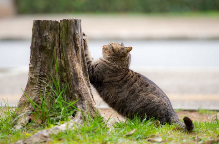 木で爪とぎする猫